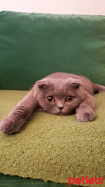Scottish Fold, Kedi  sofiş fotoğrafı