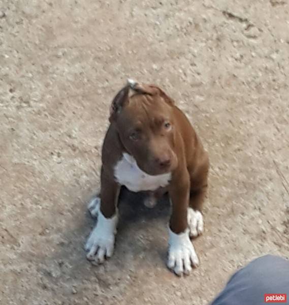 Staffordshire Bull Terrier, Köpek  Oscar fotoğrafı