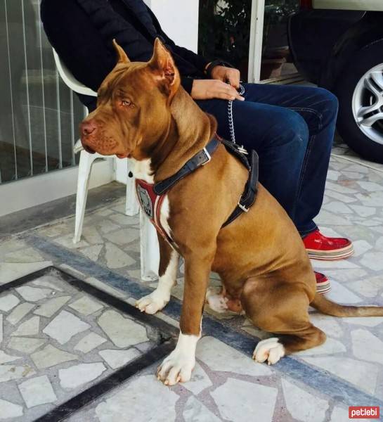 Staffordshire Bull Terrier, Köpek  Oscar fotoğrafı