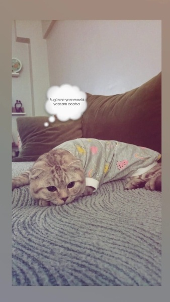 Scottish Fold, Kedi  Boni fotoğrafı