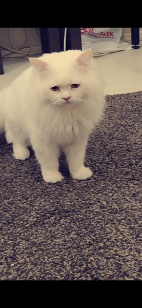 British Longhair, Kedi  Aziz fotoğrafı