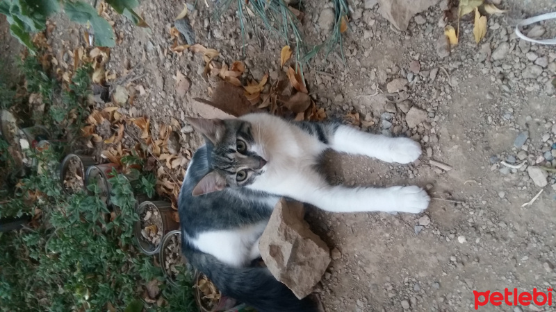 Tekir Kedi, Kedi  Leopaşa fotoğrafı