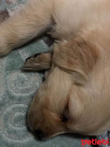 Golden Retriever, Köpek  Rody fotoğrafı