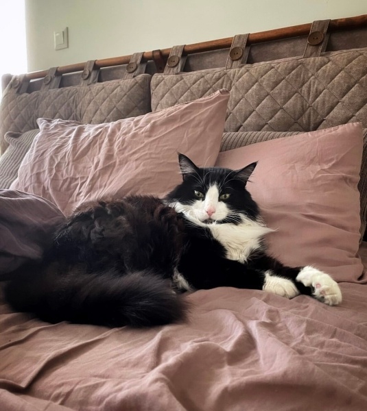Tekir Kedi, Kedi  Rüstem fotoğrafı