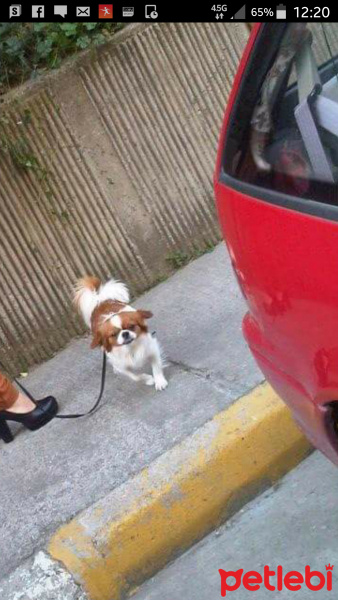 Pekingese, Köpek  Peri fotoğrafı