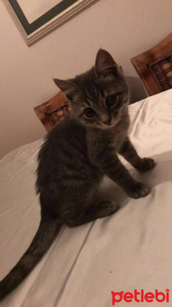 Tekir Kedi, Kedi  Bıdık fotoğrafı