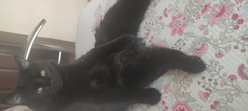 Bombay, Kedi  Arap fotoğrafı