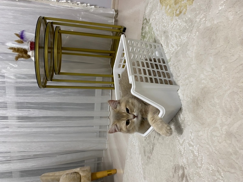 British Shorthair, Kedi  Maya fotoğrafı