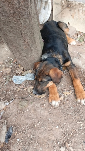 Alman Çoban Köpeği, Köpek  Bumi fotoğrafı