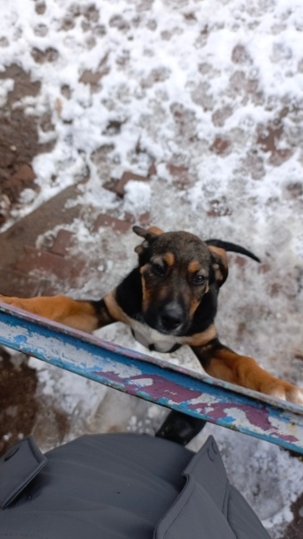 Alman Çoban Köpeği, Köpek  Bumi fotoğrafı