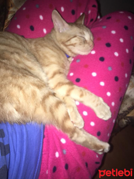 Tekir Kedi, Kedi  Şaziye fotoğrafı