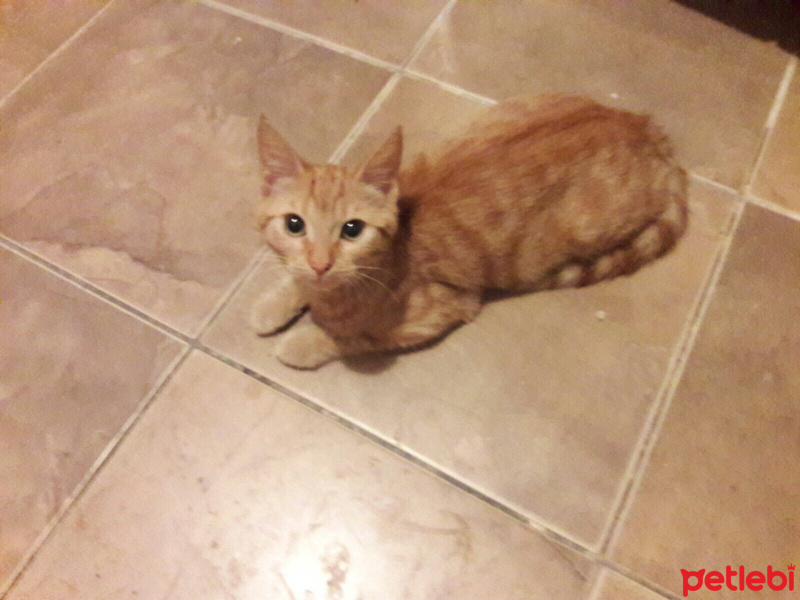 Tekir Kedi, Kedi  Şaziye fotoğrafı