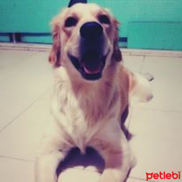 Golden Retriever, Köpek  Jade fotoğrafı