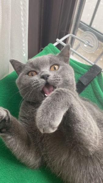 British Shorthair, Kedi  PERA fotoğrafı