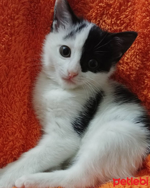 Tekir Kedi, Kedi  zeytin fotoğrafı