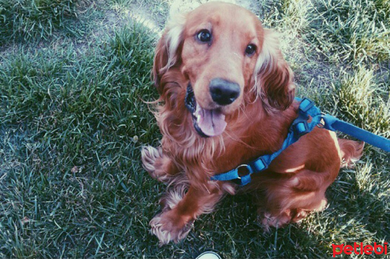 İngiliz Cocker Spaniel, Köpek  cooper fotoğrafı