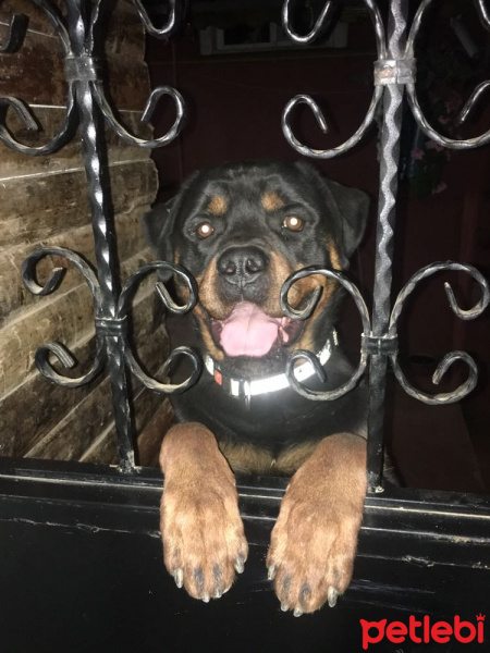 Rottweiler, Köpek  Hektor fotoğrafı