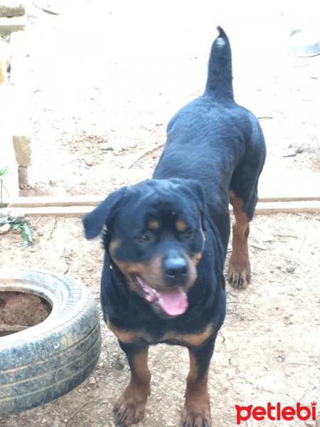 Rottweiler, Köpek  Hektor fotoğrafı