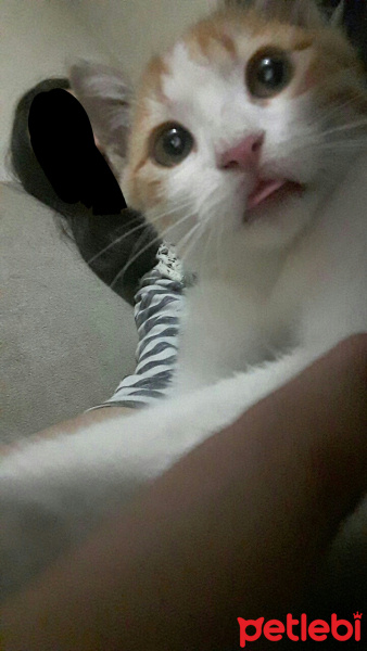 Tekir Kedi, Kedi  Mişa fotoğrafı