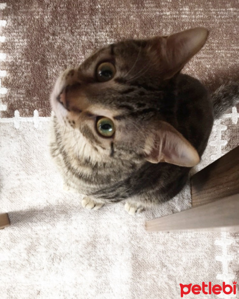 Tekir Kedi, Kedi  Napoli fotoğrafı