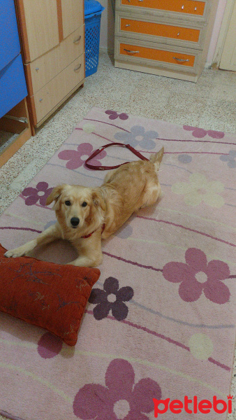 Golden Retriever, Köpek  Toprak fotoğrafı