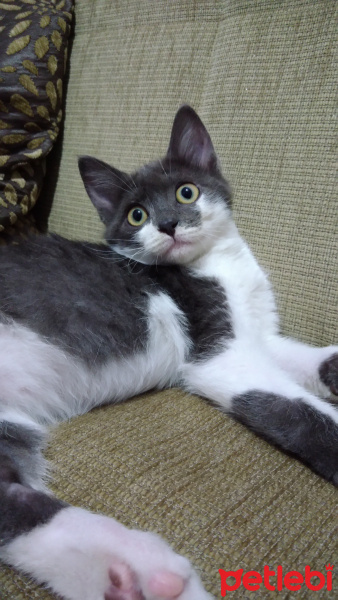 Tekir Kedi, Kedi  Fırfır fotoğrafı
