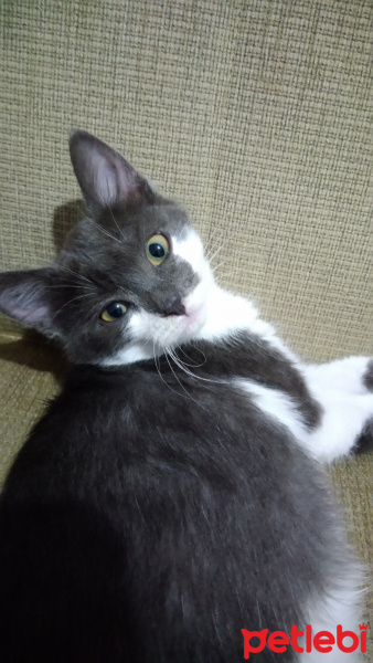 Tekir Kedi, Kedi  Fırfır fotoğrafı