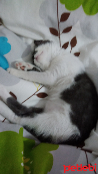 Tekir Kedi, Kedi  Fırfır fotoğrafı