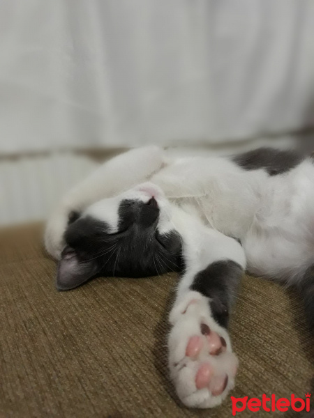 Tekir Kedi, Kedi  Fırfır fotoğrafı
