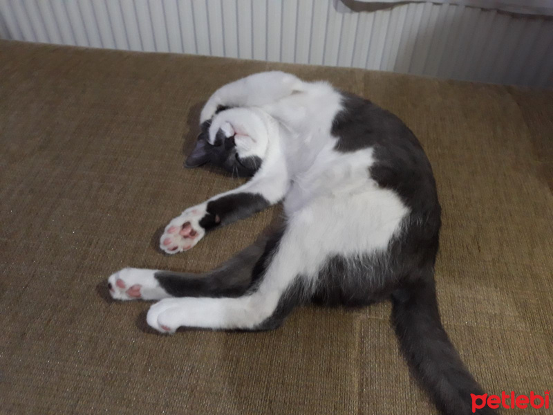 Tekir Kedi, Kedi  Fırfır fotoğrafı