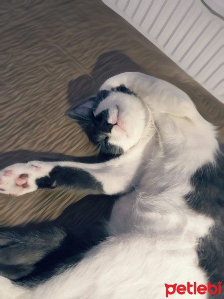 Tekir Kedi, Kedi  Fırfır fotoğrafı
