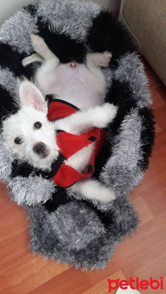 Avustralya Terrier, Köpek  Lesi fotoğrafı