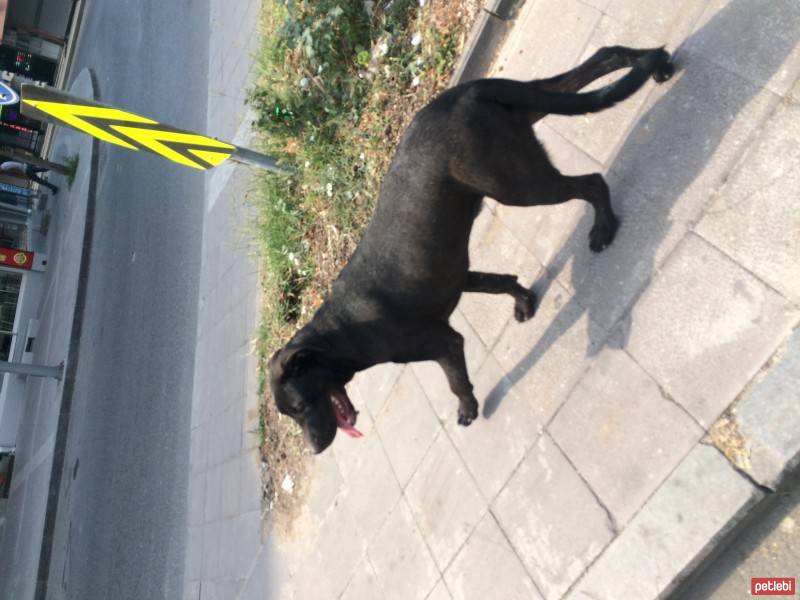 Labrador Retriever, Köpek  Zeytin fotoğrafı