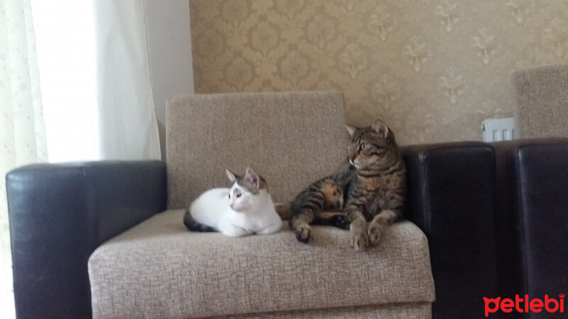 Tekir Kedi, Kedi  Prens fotoğrafı