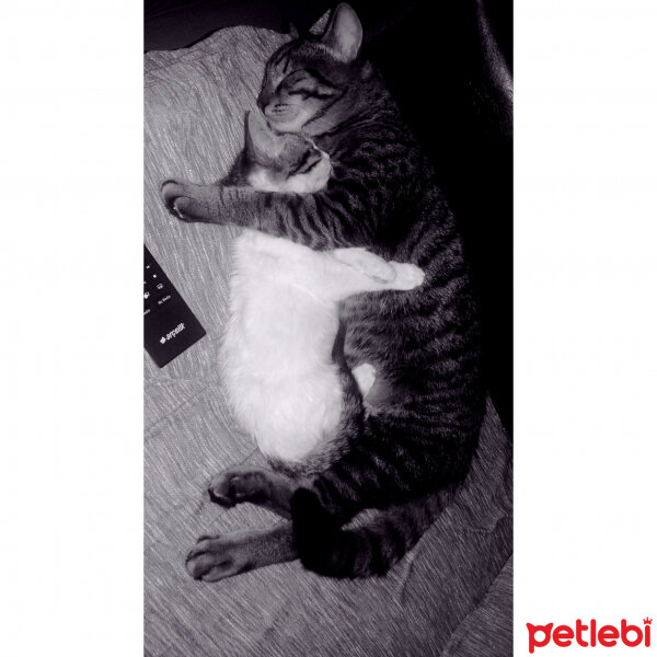 Tekir Kedi, Kedi  Prens fotoğrafı