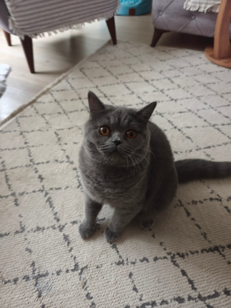 British Shorthair, Kedi  LOKUM fotoğrafı