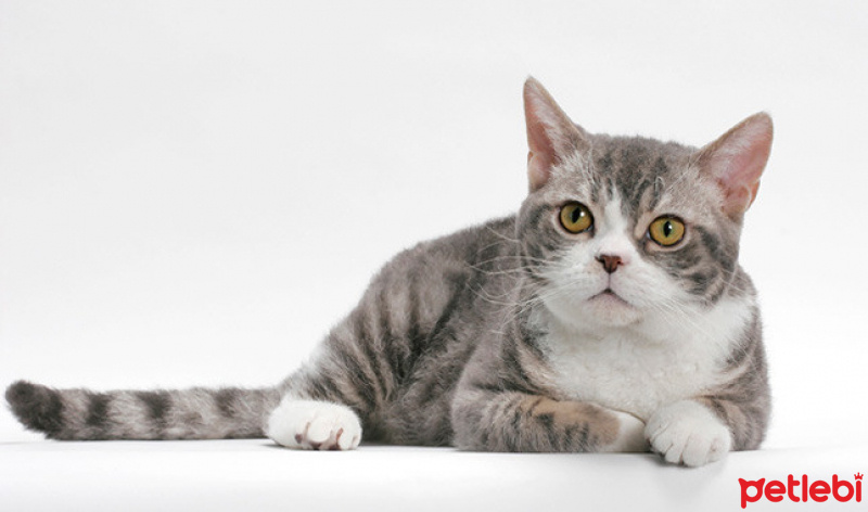 Tuxedo (Smokin) Kedi, Kedi  Arif Tokat fotoğrafı