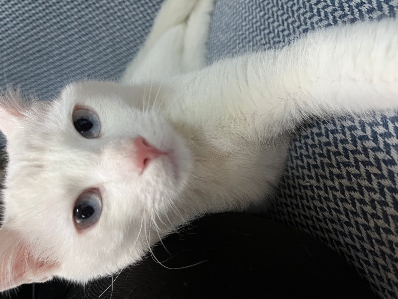 Ankara Kedisi, Kedi  Lokum fotoğrafı