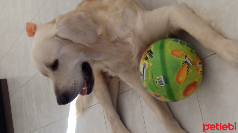 Golden Retriever, Köpek  Raya fotoğrafı