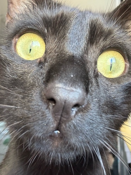 Bombay, Kedi  tulkas fotoğrafı