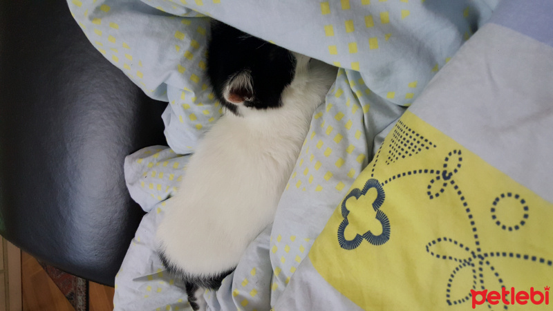 Tekir Kedi, Kedi  Pofi fotoğrafı
