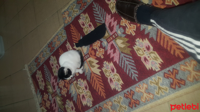 Tekir Kedi, Kedi  Pofi fotoğrafı