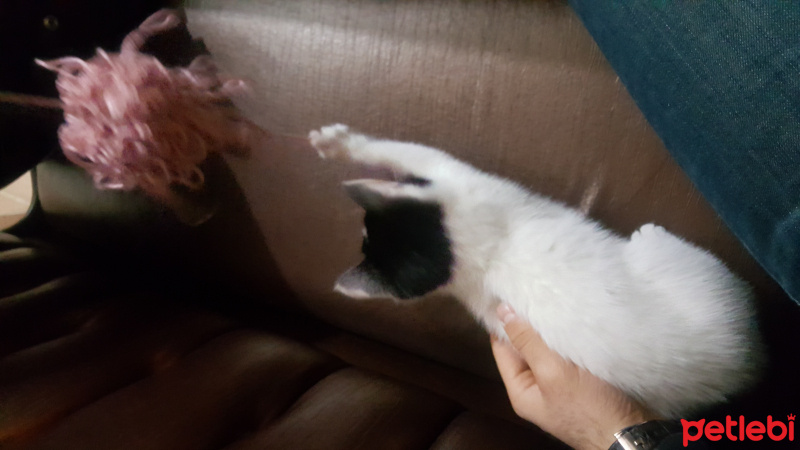 Tekir Kedi, Kedi  Pofi fotoğrafı