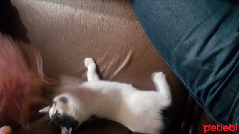 Tekir Kedi, Kedi  Pofi fotoğrafı