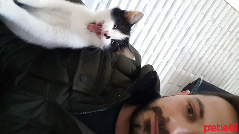 Tekir Kedi, Kedi  Pofi fotoğrafı