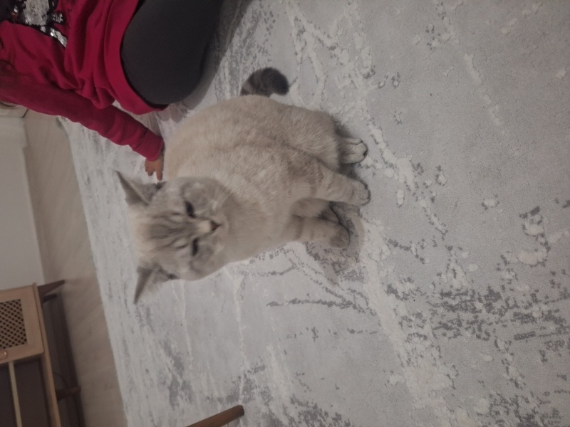 British Shorthair, Kedi  Lokum fotoğrafı