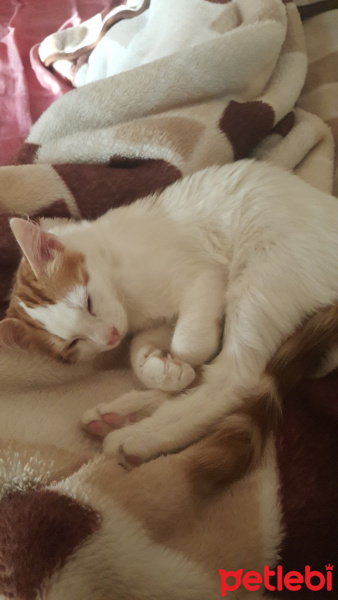 Tekir Kedi, Kedi  Şaban fotoğrafı