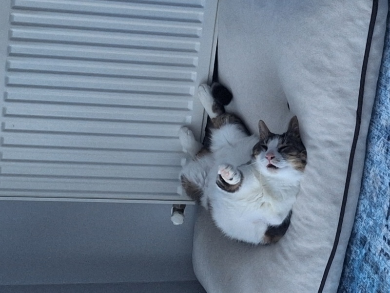 Tekir Kedi, Kedi  Şans fotoğrafı