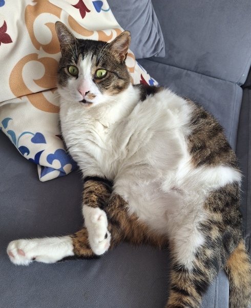 Tekir Kedi, Kedi  Theo Şans fotoğrafı