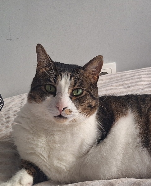 Tekir Kedi, Kedi  Theo Şans fotoğrafı